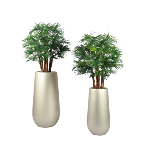 BABY FAN PALM