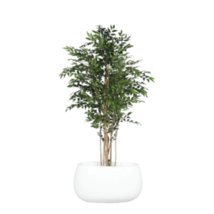 NOVA ÁRVORE DE FICUS FRANCÊS